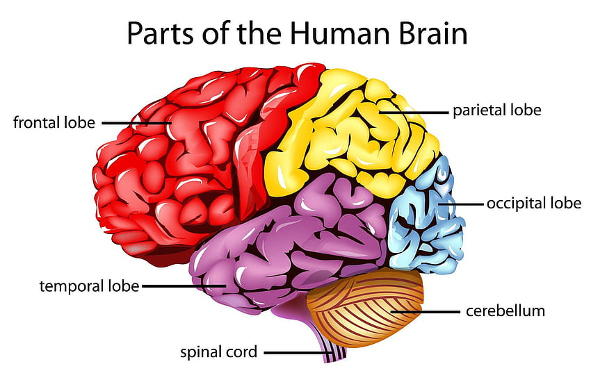 Ludzki mózg ze wszystkimi częściami Diagram ludzkiego mózgu, anatomia mózgu Tapeta HD