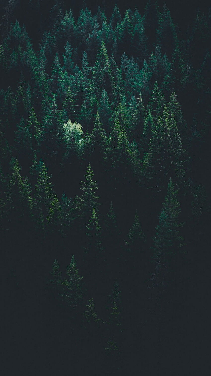 Aesthetic Forest, good night forest HD phone wallpaper
