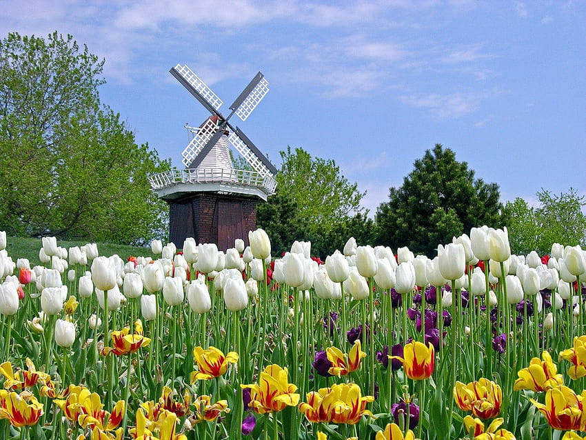 Pemandangan Bunga Gambar Bunga Tulip Belanda Indah Cantik วอลล์เปเปอร์ HD