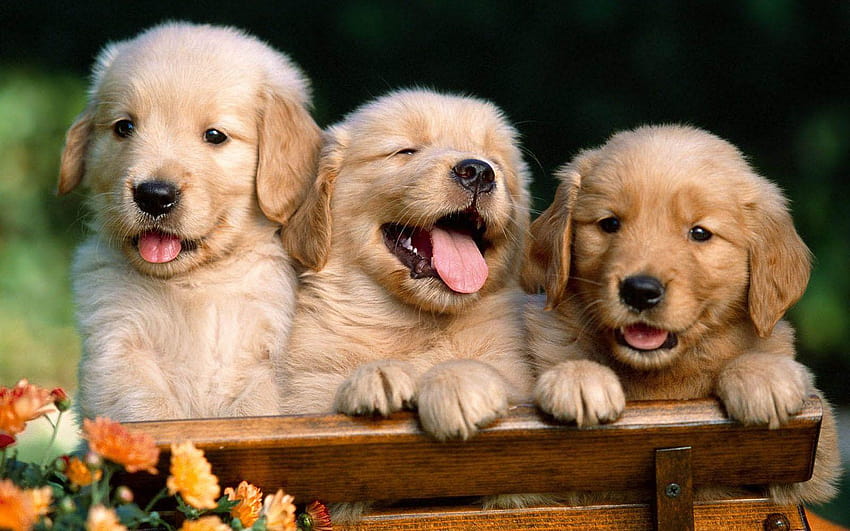 : Puppies, background puppies HD wallpaper