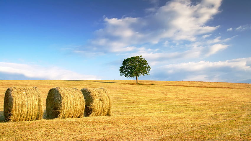 wheat , Backgrounds, wheat autumn HD wallpaper