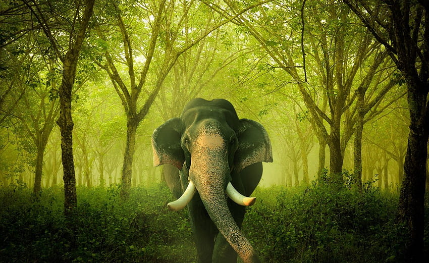 Hochauflösender Kerala-Elefant 1920 x 1080 HD-Hintergrundbild