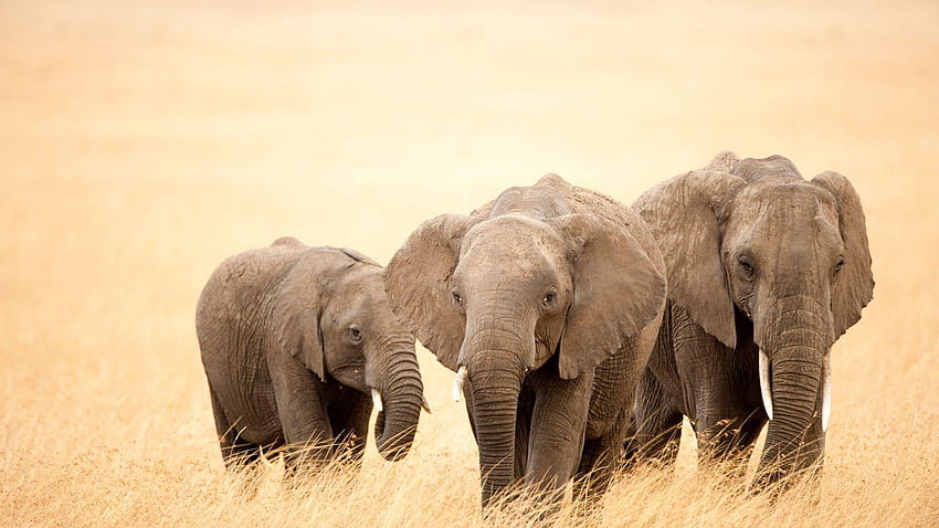 Schöne große drei Elefanten, die auf trockenem Gras laufen HD-Hintergrundbild