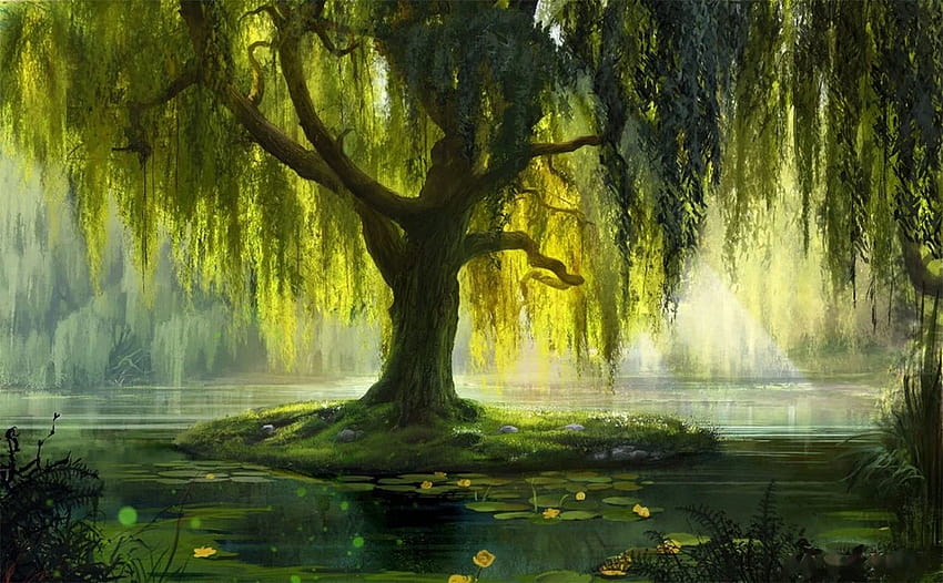 weeping willow trees HD wallpaper