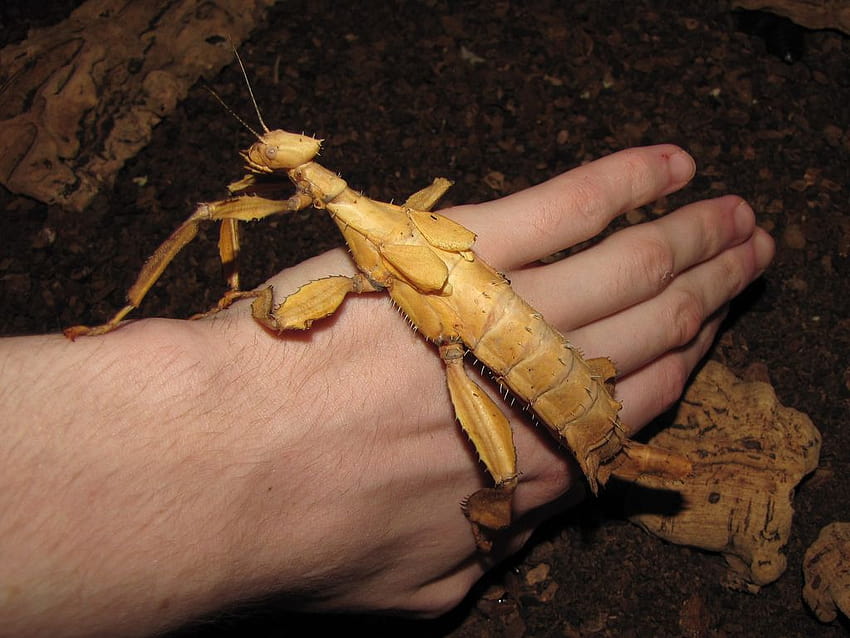 Giant Spiny Stick Insect , Animal, HQ Giant Spiny Stick Insect HD wallpaper