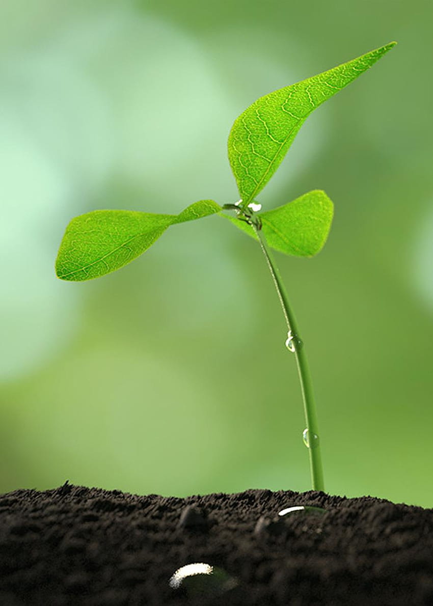 Plant Sapling Growth HD phone wallpaper