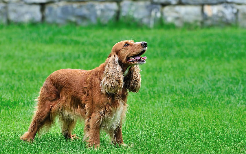 english cocker spaniel, baby cocker spaniels HD wallpaper