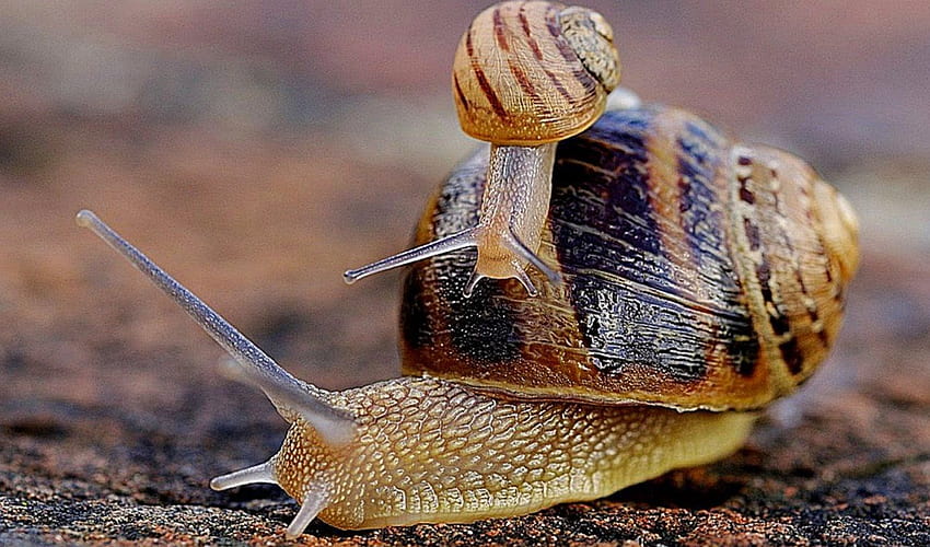 Animal Snail HD Wallpaper