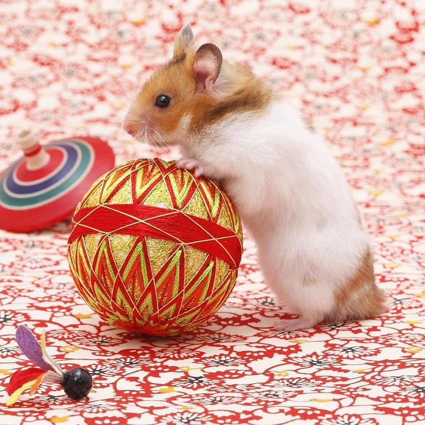 funny hamster for Android, master hamsters HD phone wallpaper