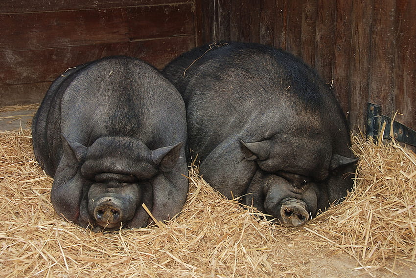 Pig , Animal, HQ Pig, fat pigs HD wallpaper