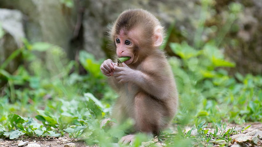 Baby Monkey, spider monkey HD wallpaper