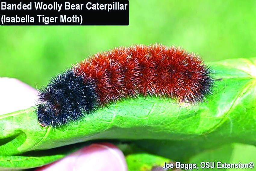Prediction: Woolly bears are on the way HD wallpaper