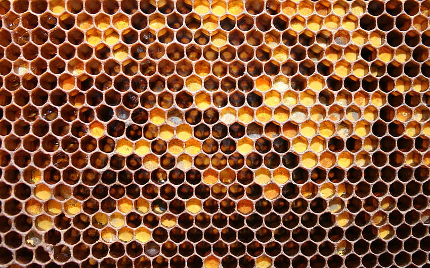 รังผึ้งรังผึ้ง วอลล์เปเปอร์ HD