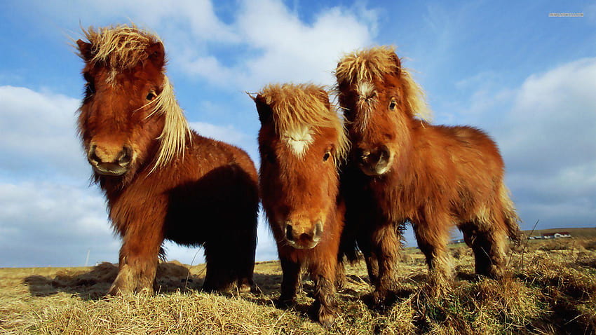Shetland Ponies, pony animal HD wallpaper