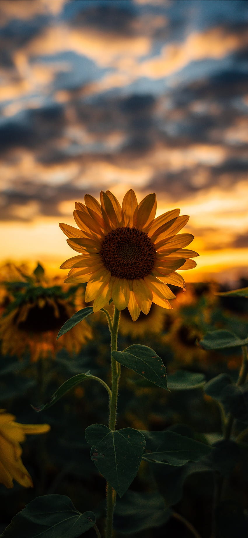 Latest Sunflower iPhone, flower sunflower iphone HD phone wallpaper