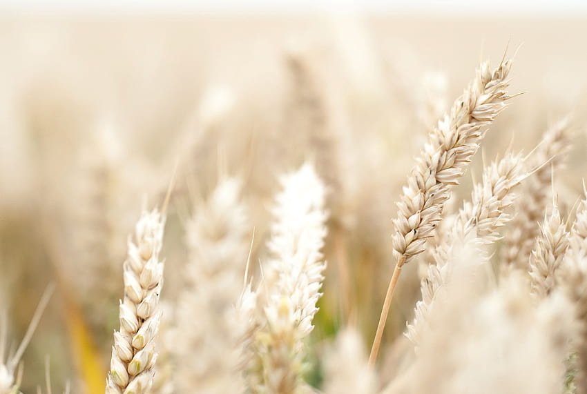 макро, пшеница, ръж, класове, класове, царевично поле, поле, макро, цветя макро, царевични полета HD тапет
