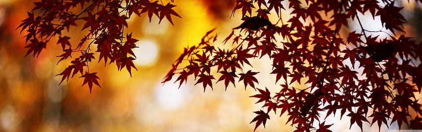 Red Foliage, Bokeh Ultra Backgrounds for U TV : Multi Display, Dual Monitor : Tablet : Smartphone HD wallpaper