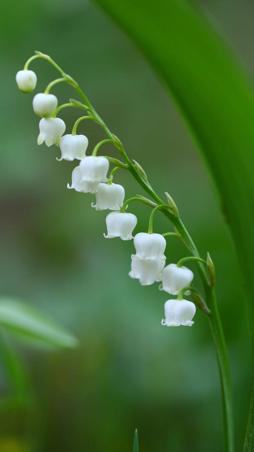 Flores de sino, branco, grama, primavera, 720x1280 Papel de parede de celular HD