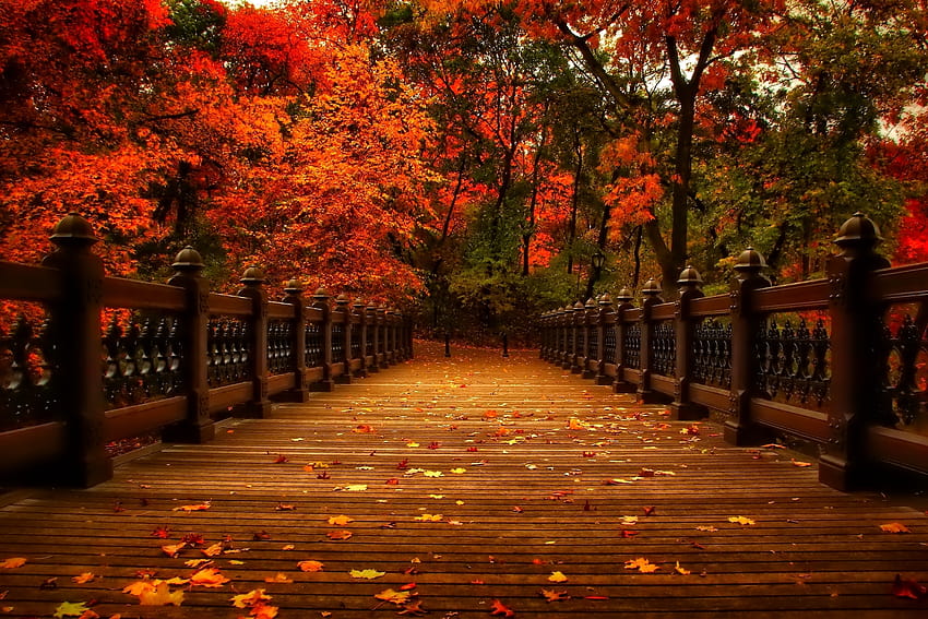 otoño, naturaleza, parque, árboles, hojas, callejón, otoño, ver, caminar, naturaleza, parque, árboles, hojas, callejón / y s móviles, árboles de hojas de otoño fondo de pantalla