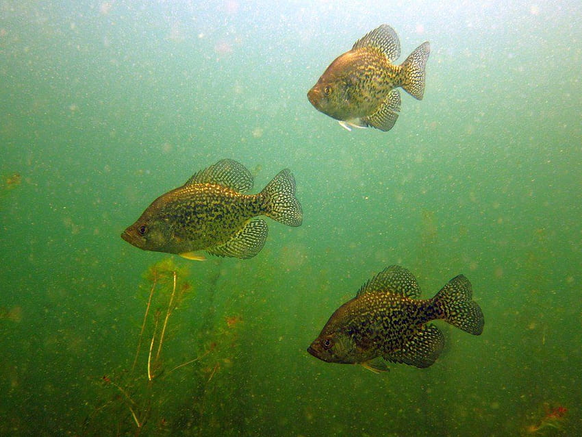 5 Crappie Fishing HD wallpaper