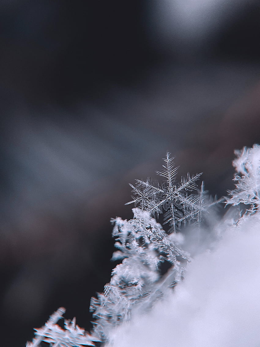 Best Snowflake [], winter profile picures HD phone wallpaper