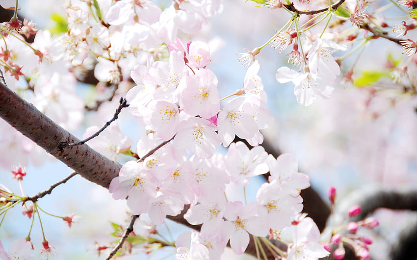 flor de cerejeira jardim primavera coreia do sul primavera coreia do sul papel de parede HD