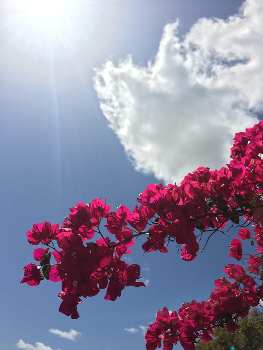 푸른 하늘/ 미적 꽃과 하늘 HD 전화 배경 화면