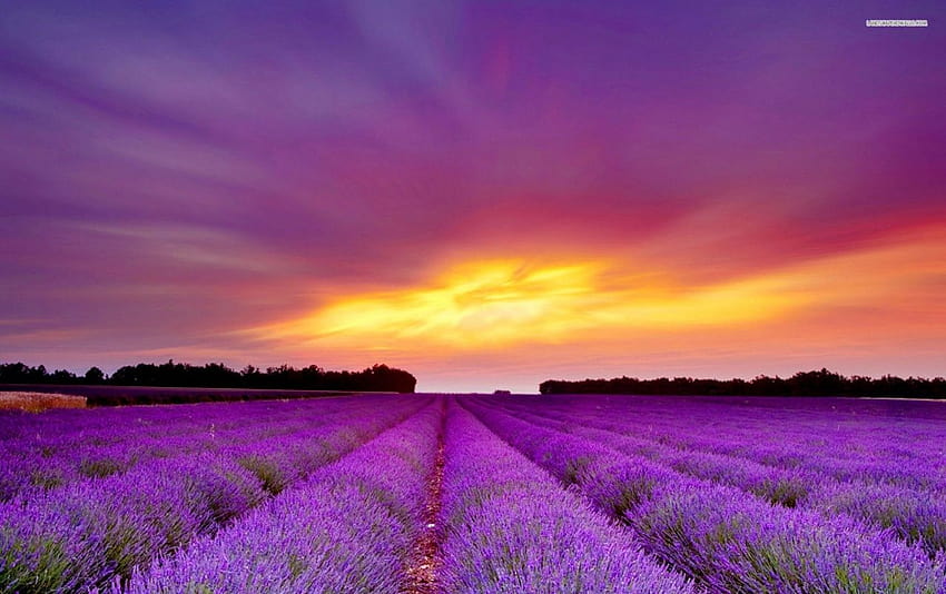 Originalwide Lavender Field & Purple Sunset, fields of lavender HD ...