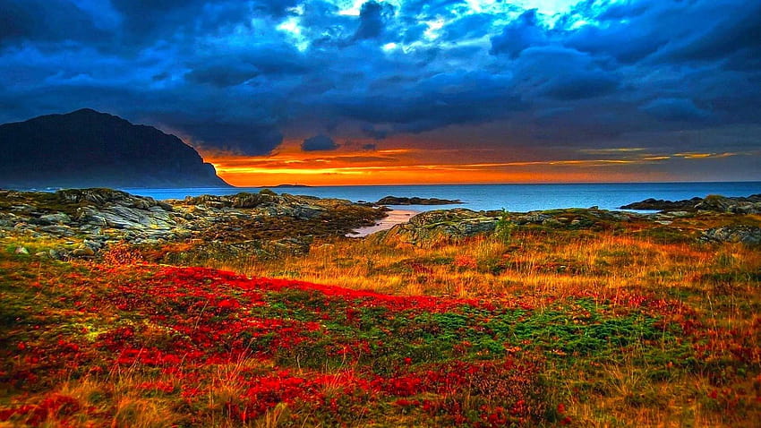 놀라운 아름다운 주황색 알록달록 들판 완벽한 평화의 꿈 HD 월페이퍼