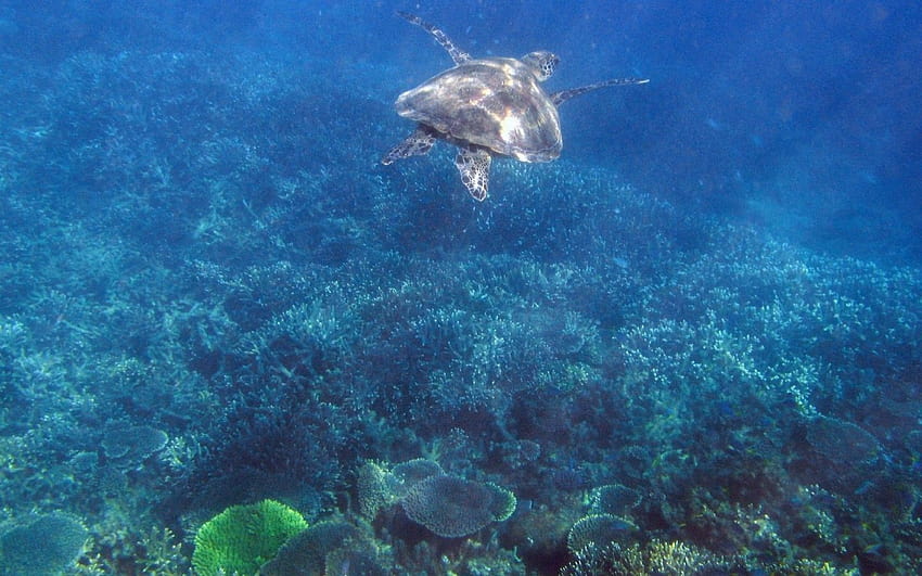 Turtle on the Great Barrier Reef, great barrier reef turtle HD wallpaper