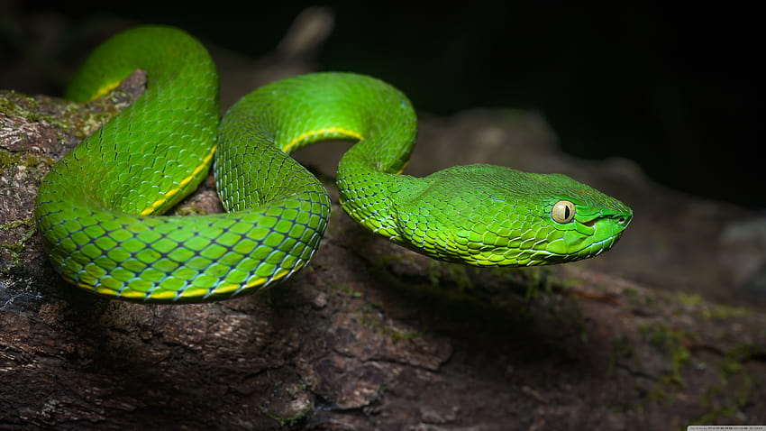Primo piano del serpente velenoso della vipera della fossa di Vogel verde brillante ❤, serpenti velenosi Sfondo HD