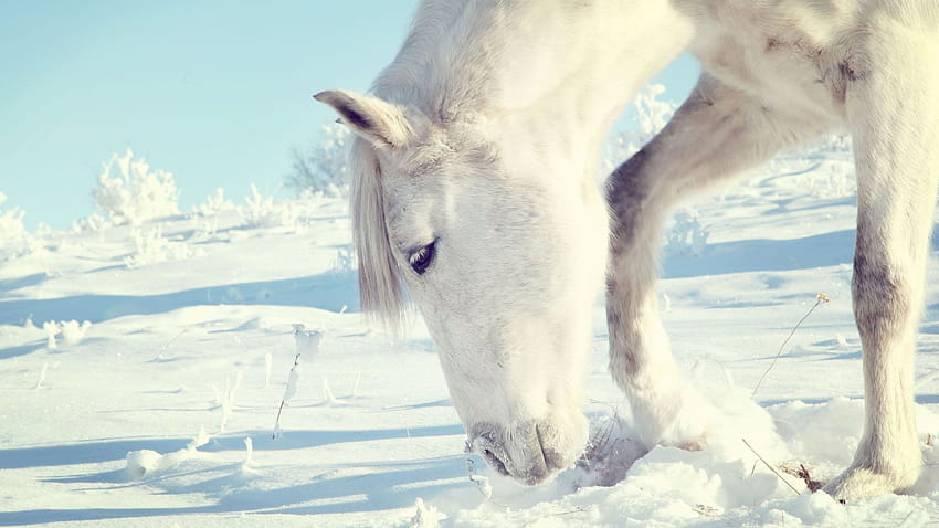 : snow, winter, ice, shrubs, zing, head, weather, season, vertebrate, horse like mammal 1920x1080 HD wallpaper