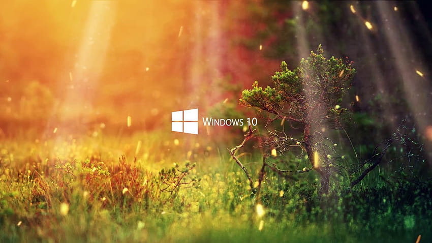 Windows 10 ,nature,green,vegetation,grass,sunlight, windows nature HD  wallpaper | Pxfuel
