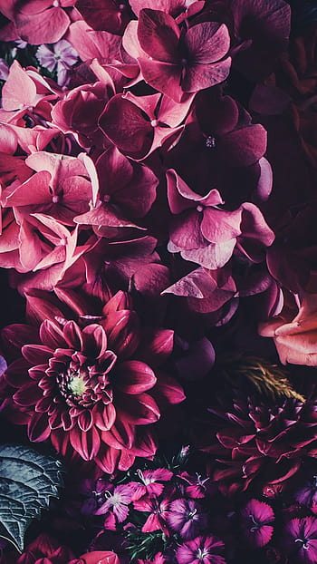 Florist HD wallpapers | Pxfuel