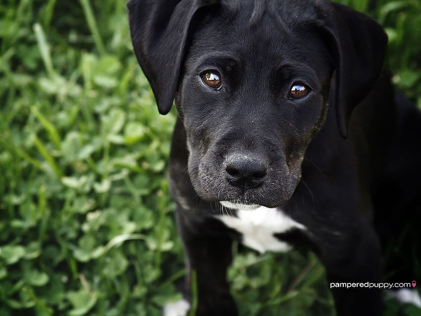 Black Labrador Retriever puppy., skate dog HD wallpaper | Pxfuel