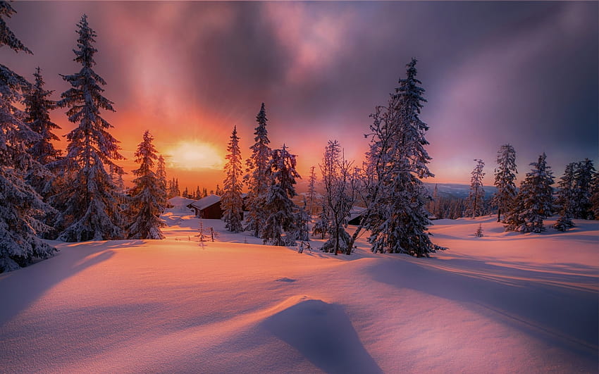 : sunlight, trees, landscape, forest, white, sunset, nature, red, sky, snow, winter, clouds, sunrise, yellow, ice, cold, Norway, evening, morning, frost, horizon, spruce, atmosphere, Arctic, dusk, fir, zing, cottage, conifer, light, winter forest computer HD wallpaper