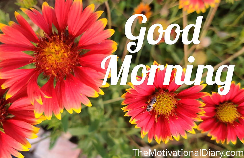 Good morning all in english HD wallpaper | Pxfuel