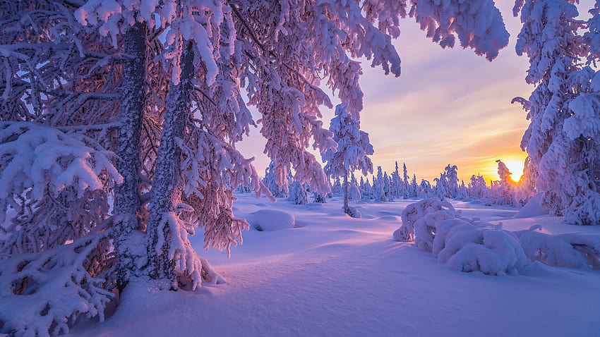 nature, winter, sunset, trees, snow 5120x2880, nature winter HD wallpaper |  Pxfuel