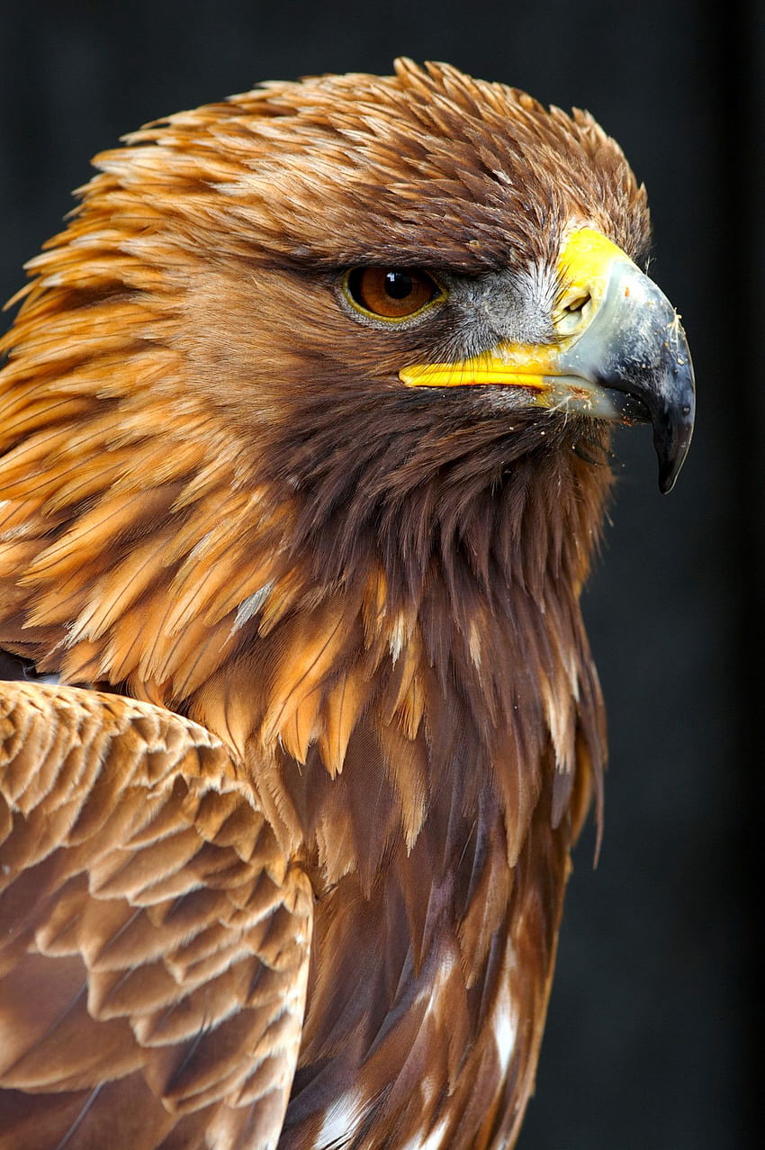 6 Golden Eagle, golden eagle phone HD phone wallpaper