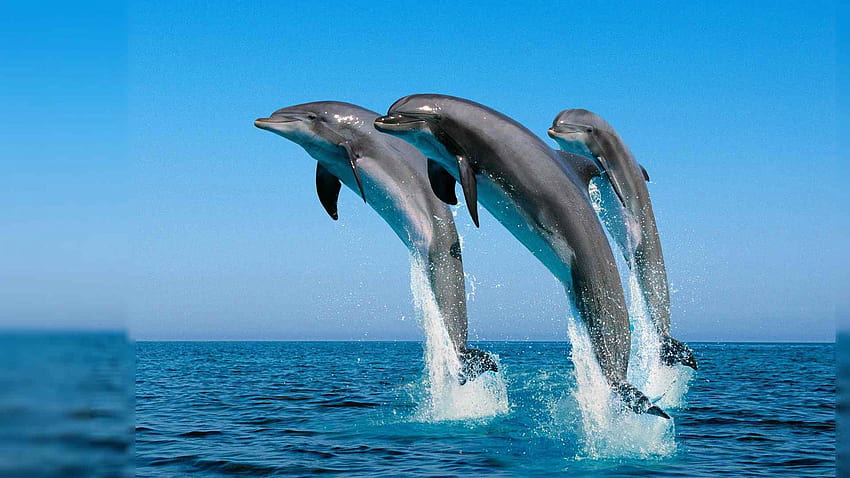 Dolphins Jump In The Air To The Caribbean Sea Summer Wall, summer dolphins HD wallpaper