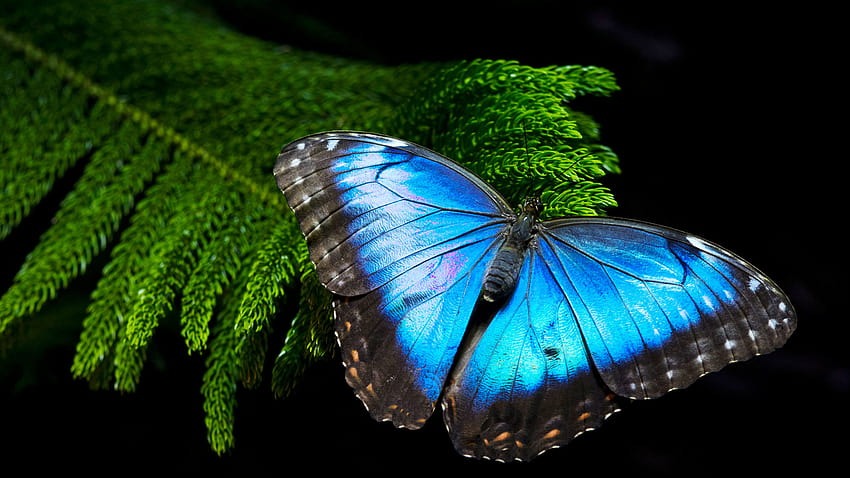 Morpho-Schmetterling für Hintergründe, Morpho-Schmetterlinge HD-Hintergrundbild