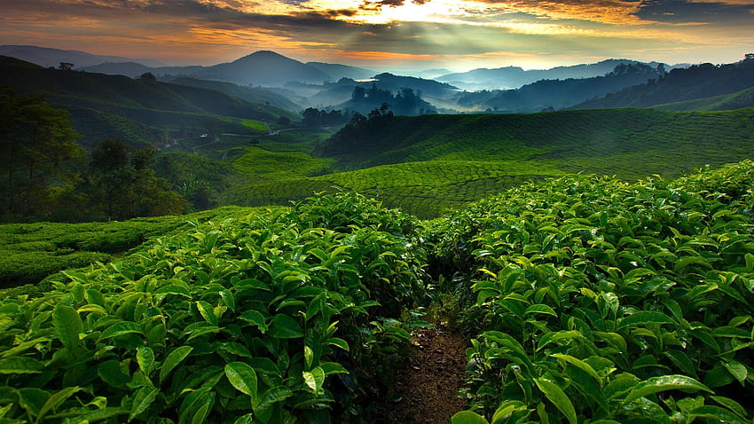 Teefelder Plantage am Morgen, Cameron Highland, Malaysia, Cameron Highlands HD-Hintergrundbild