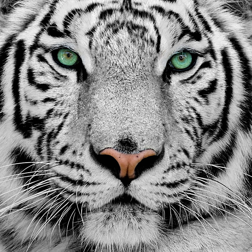 For White Tiger Art Smart Phone High Resolution Pics, tiger white HD phone wallpaper