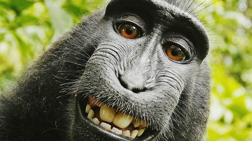Śmieszna małpa, małpa mem Tapeta HD