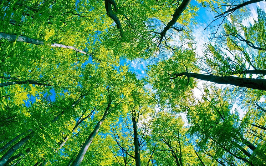 Forêt verte Fond d'écran HD