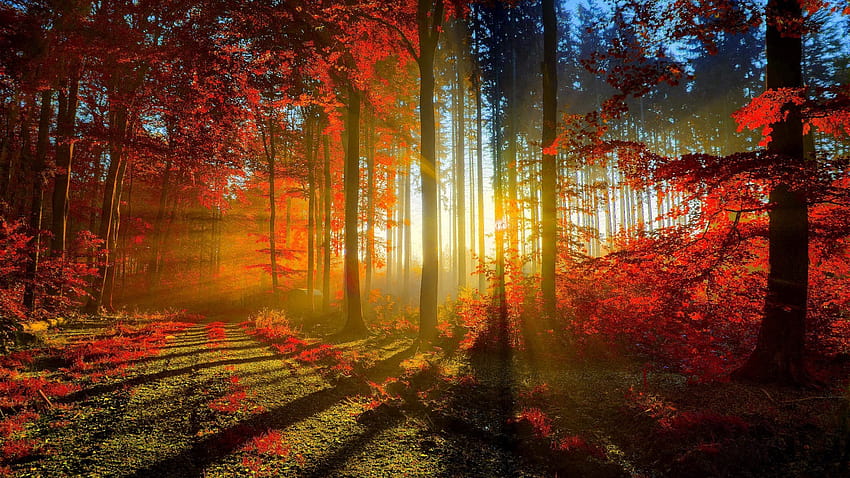 Daun merah musim gugur dari pohon hutan, herbat Wallpaper HD