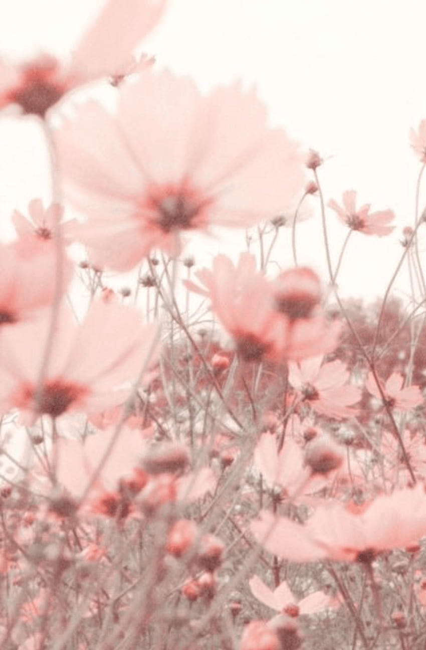 Pink Flowers Aesthetic, pink summer aesthetic HD phone wallpaper ...