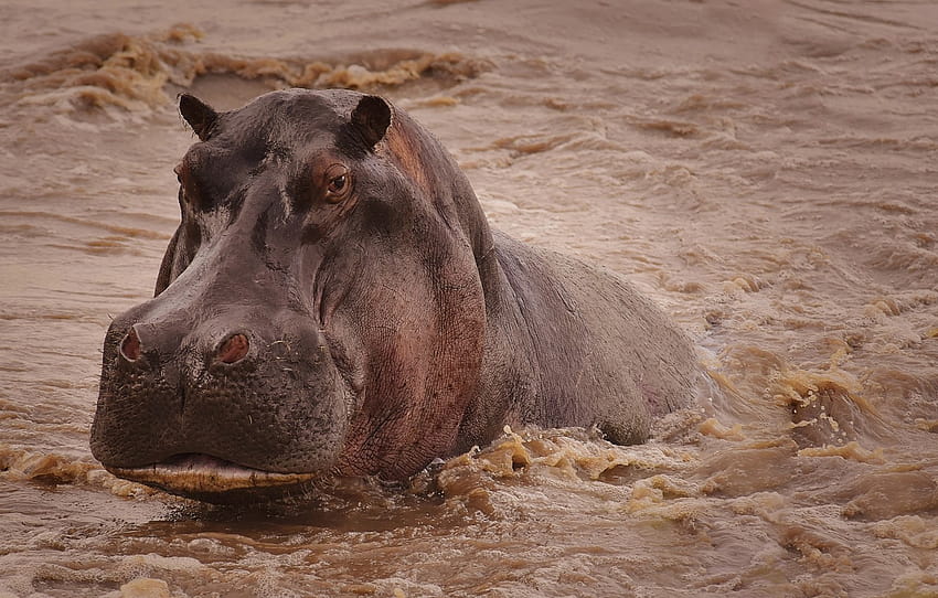 Face, Water, Hippo, Hippo HD wallpaper