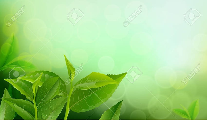 Green Tea Leaf postado por Ryan Tremblay papel de parede HD