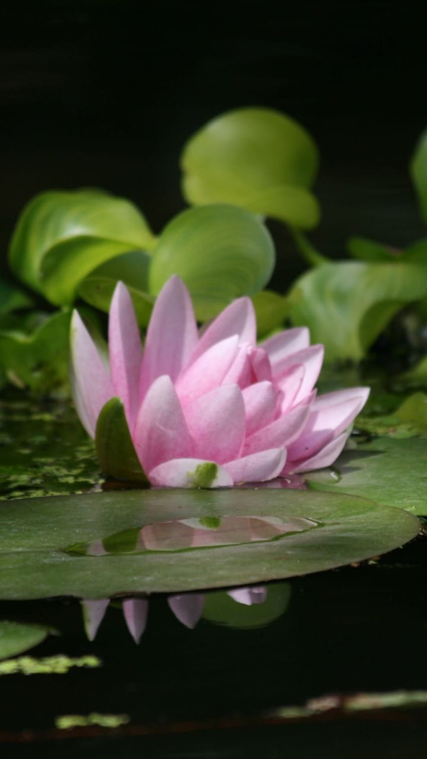 Leaves, pink, lotus, pond, 720x1280, lotus pond HD phone wallpaper